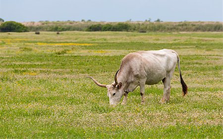 peterbaier (artist) - A Maremmana Cow grazing in the national park of Maremma Foto de stock - Royalty-Free Super Valor e Assinatura, Número: 400-07955305