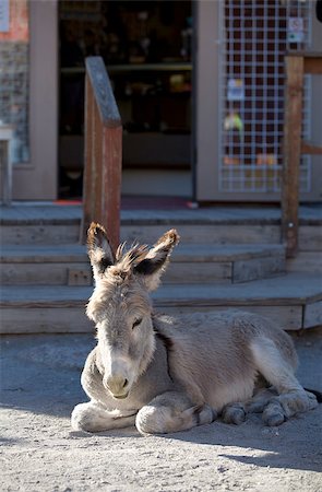 simsearch:400-07955646,k - Wild Baby Burro resting in front of store in Oatman Arizona USA Stock Photo - Budget Royalty-Free & Subscription, Code: 400-07955646