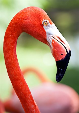 Close-up shot of beautiful and graceful American flamingo on blurred green background Stock Photo - Budget Royalty-Free & Subscription, Code: 400-07955848