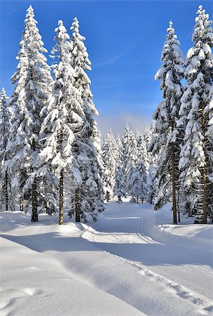 studio023 (artist) - fresh track for cross-country skiing through the forest with lots of snow Stockbilder - Microstock & Abonnement, Bildnummer: 400-07956458