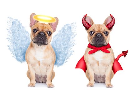 Devil and Angel fawn french bulldog dogs sitting side by side deciding between right and wrong , good or bad, isolated on white background Fotografie stock - Microstock e Abbonamento, Codice: 400-07951236