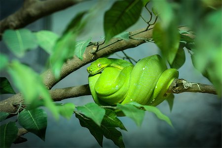 pythonschlange - Green Tree Python Chondropyhon viridis Green Snake Stockbilder - Microstock & Abonnement, Bildnummer: 400-07951577