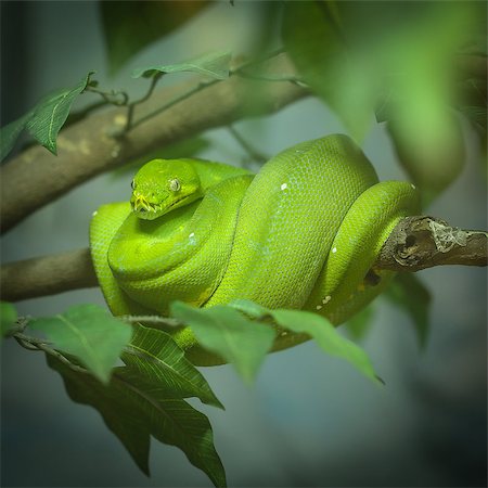 simsearch:400-06645234,k - Green Tree Python Chondropyhon viridis Green Snake Photographie de stock - Aubaine LD & Abonnement, Code: 400-07951579