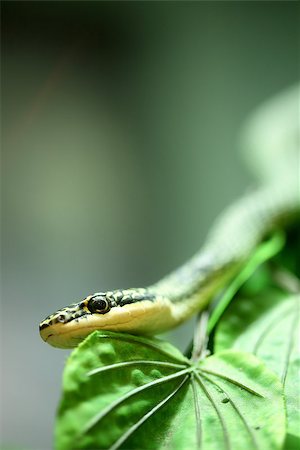 simsearch:630-01877417,k - Close up Golden tree snake  relax on the leaf Photographie de stock - Aubaine LD & Abonnement, Code: 400-07951570