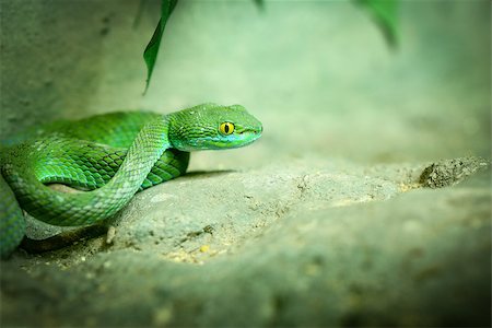 simsearch:400-06645234,k - Big-Eyed Pit Viper ,Trimeresurus macrops Green Snake Photographie de stock - Aubaine LD & Abonnement, Code: 400-07951573