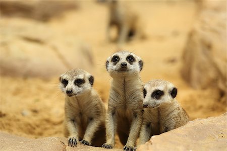 simsearch:400-05233768,k - Lovely Meerkats looking something in natural wild Stock Photo - Budget Royalty-Free & Subscription, Code: 400-07951585