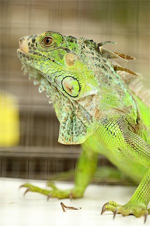 Green Lizard Green Lizard finding food in the nature wild Stock Photo - Budget Royalty-Free & Subscription, Code: 400-07951586