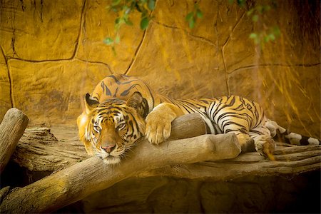 Bengal Tiger ,face of animal in the natural. Foto de stock - Super Valor sin royalties y Suscripción, Código: 400-07951583