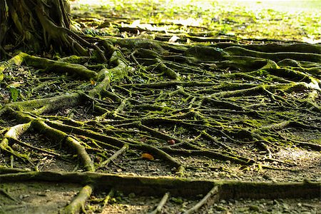 simsearch:400-07951597,k - Close up Tree Roots background in the evening Photographie de stock - Aubaine LD & Abonnement, Code: 400-07951597