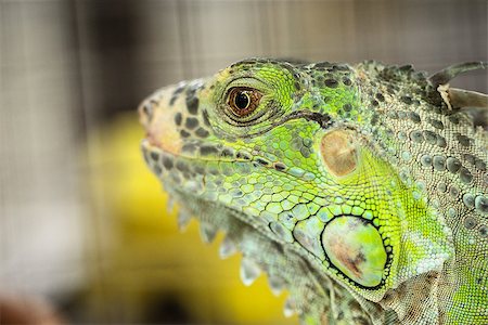 Green Lizard Green Lizard finding food in the nature wild Foto de stock - Royalty-Free Super Valor e Assinatura, Número: 400-07951608