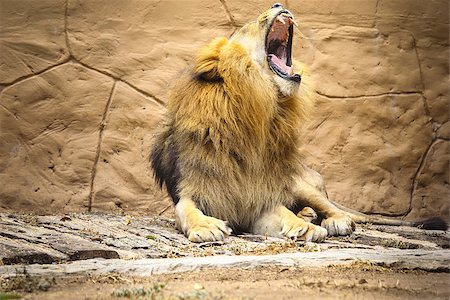 simsearch:851-02963286,k - Close up  Lion sitting in the nature wild. Photographie de stock - Aubaine LD & Abonnement, Code: 400-07951609