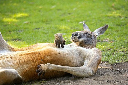 Lying red kangaroo in nature. Stock Photo - Budget Royalty-Free & Subscription, Code: 400-07951617