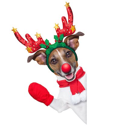 simsearch:400-07050961,k - reindeer dog behind a blank banner with a red nose  and waving hand isolated on white background Stock Photo - Budget Royalty-Free & Subscription, Code: 400-07952266