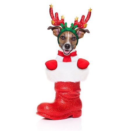 simsearch:400-07050961,k - reindeer dog inside a Santa Claus Boot as a christmas surprise or present, isolated on white background Stock Photo - Budget Royalty-Free & Subscription, Code: 400-07952262