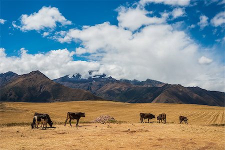 simsearch:400-07317742,k - cows in the peruvian Andes at Cuzco Peru Foto de stock - Super Valor sin royalties y Suscripción, Código: 400-07952559