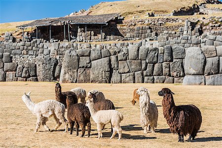 sacsayhuaman - Alpacas at Sacsayhuaman, Incas ruins in the peruvian Andes at Cuzco Peru Foto de stock - Super Valor sin royalties y Suscripción, Código: 400-07952580