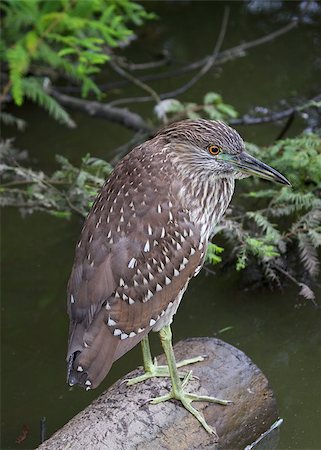 Black-Crowned Night-Heron (Juvenile) Stockbilder - Microstock & Abonnement, Bildnummer: 400-07952824