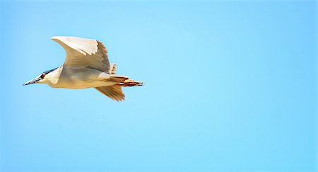 Night Heron is soaring in the sky Fotografie stock - Microstock e Abbonamento, Codice: 400-07953541