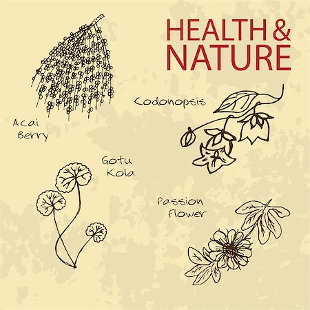 passiflora - Handdrawn Illustration - Health and Nature Set. Natural Supplements. Labels for Essential Oils and Natural Supplements. Gotu Kola, Acai Berry, Codonopsis, Passion Flower Stock Photo - Budget Royalty-Free & Subscription, Code: 400-07953618