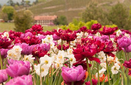 beautiful tulip meadow after a short rain in spring Stock Photo - Budget Royalty-Free & Subscription, Code: 400-07953824