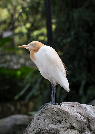 Cattle Egret Photographie de stock - Aubaine LD & Abonnement, Code: 400-07953870