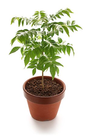 potted herbs - curry leaf, curry tree Stock Photo - Budget Royalty-Free & Subscription, Code: 400-07974072