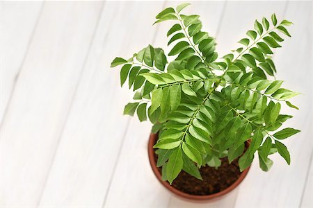 potted herbs - curry leaf, curry tree Stock Photo - Budget Royalty-Free & Subscription, Code: 400-07974073