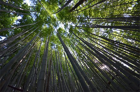 Bamboo grove, bamboo forest at Arashiyama, Kyoto, Japan Stock Photo - Budget Royalty-Free & Subscription, Code: 400-07974170