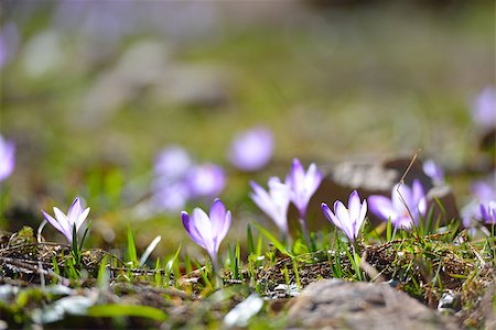 simsearch:400-07295947,k - beautiful flower on the field Fotografie stock - Microstock e Abbonamento, Codice: 400-07974289