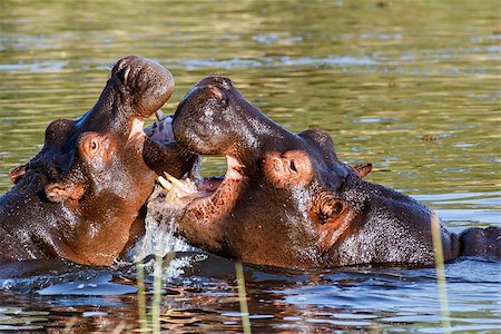 simsearch:614-06169171,k - Two young male hippopotamus Hippopotamus amphibius, rehearse fray and figting with open mouth and showing tusk. National Park Okawango, Botswana, wildlife photography Stockbilder - Microstock & Abonnement, Bildnummer: 400-07974295