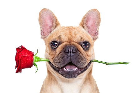 simsearch:400-08155906,k - valentines dog in love with you ,  with a red rose in mouth , isolated on white background, Stock Photo - Budget Royalty-Free & Subscription, Code: 400-07974475