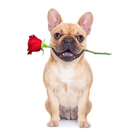 simsearch:400-08155906,k - valentines dog in love with you ,  with a red rose in mouth , isolated on white background, Stock Photo - Budget Royalty-Free & Subscription, Code: 400-07974476