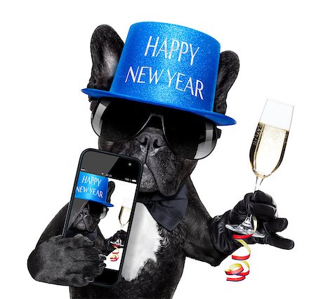 portrait picture adam and eve - french bulldog dog ready to toast for new years eve, taking a selfie or photo, isolated on white background Stock Photo - Budget Royalty-Free & Subscription, Code: 400-07974472
