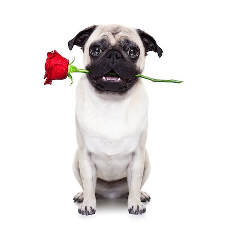 simsearch:400-08155906,k - valentines dog in love with you ,  with a red rose in mouth , isolated on white background, Stock Photo - Budget Royalty-Free & Subscription, Code: 400-07974481