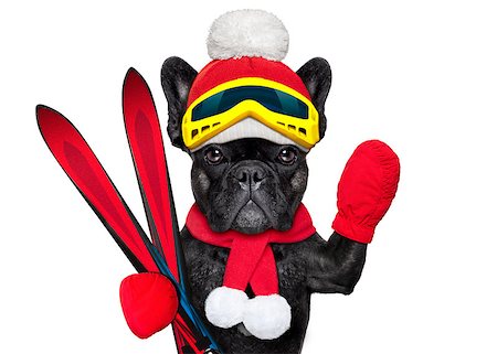 french bulldog dog with ski equipment, wearing goggles , gloves , a hat and a red scarf, isolated on white background Stock Photo - Budget Royalty-Free & Subscription, Code: 400-07974482