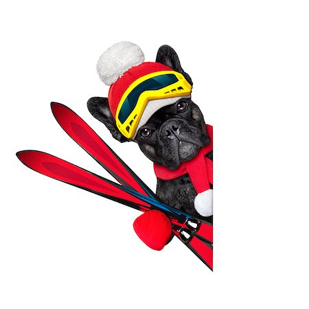 french bulldog dog with ski equipment, wearing goggles , gloves , a hat and a red scarf,beside a white blank banner or placard, isolated on white background Stock Photo - Budget Royalty-Free & Subscription, Code: 400-07974483