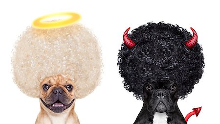 simsearch:400-08344548,k - Devil and Angel fawn french bulldog dogs sitting side by side deciding between right and wrong , good or bad, isolated on white background Stockbilder - Microstock & Abonnement, Bildnummer: 400-07974491