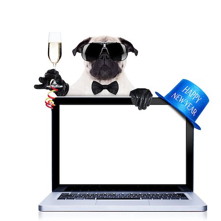 funny cocktail images - pug  dog  behind a laptop pc laptop computer screen, isolated on white background dog ready to toast for new years eve, behind a laptop pc computer, isolated on white background Stock Photo - Budget Royalty-Free & Subscription, Code: 400-07974492