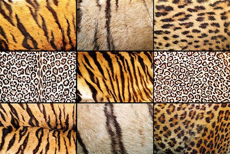 tiger and leopard different real patterns in single collection Stock Photo - Budget Royalty-Free & Subscription, Code: 400-07974803