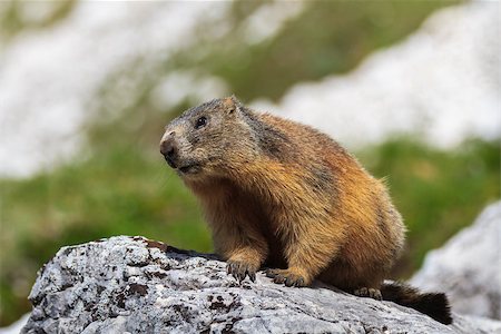 Alpine marmot (Marmota marmota) in Italian Dolomites Stockbilder - Microstock & Abonnement, Bildnummer: 400-07975015
