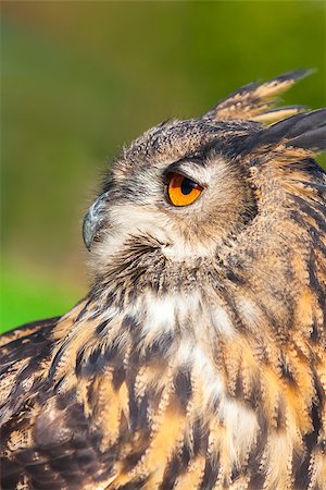 european eagle owl - European or Eurasian Eagle Owl, Bubo Bubo, with big orange eyes Foto de stock - Super Valor sin royalties y Suscripción, Código: 400-07975533