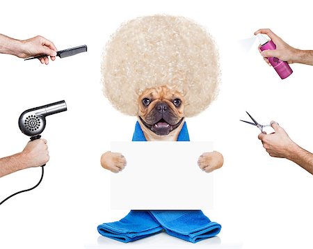 hairdresser dog ready to look beautiful at the wellness spa, isolated on white background Stock Photo - Budget Royalty-Free & Subscription, Code: 400-07976029