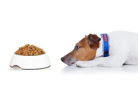 dog waiting  to start eating food out of the bowl ,  isolated on white background Stock Photo - Budget Royalty-Free & Subscription, Code: 400-07976035
