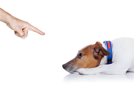 rant - bad behavior dog being punished by owner with finger pointing at him , isolated on white background Stock Photo - Budget Royalty-Free & Subscription, Code: 400-07976036