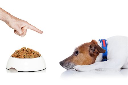 simsearch:400-07208442,k - dog waiting for a sign to start eating out of the food bowl , looking up to owner, isolated on white background Stockbilder - Microstock & Abonnement, Bildnummer: 400-07976037