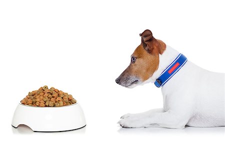 damedeeso (artist) - dog waiting  to start eating food out of the bowl ,  isolated on white background Stock Photo - Budget Royalty-Free & Subscription, Code: 400-07976038