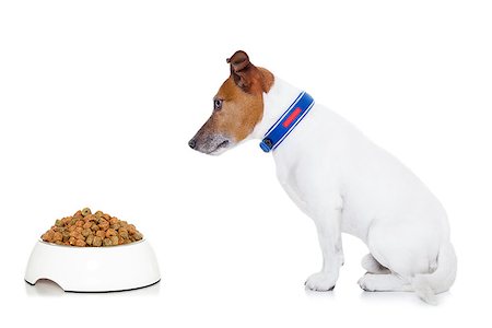 simsearch:400-07208442,k - dog waiting  to start eating food out of the bowl ,  isolated on white background Stockbilder - Microstock & Abonnement, Bildnummer: 400-07976030