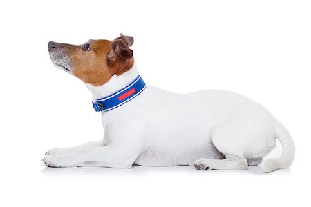 dog and naughty - bad behavior dog being punished by owner looking up , isolated on white background Stock Photo - Budget Royalty-Free & Subscription, Code: 400-07976031