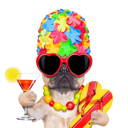 dog and pool - fawn french bulldog dog ready for summer vacation or holidays, wearing sunglasses and having a  cocktail,  isolated on white background Stock Photo - Budget Royalty-Free & Subscription, Code: 400-07976044