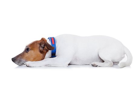 dog and naughty - bad behavior dog being punished by owner, isolated on white background Stock Photo - Budget Royalty-Free & Subscription, Code: 400-07976046